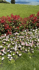 Spring flowers and cypress trees captured in Sighnaghi landscape