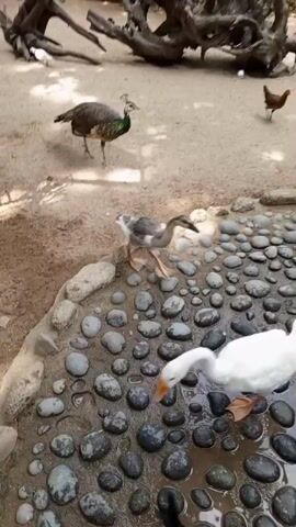 A peacock is seen in an enclosure with a cobbled path and a shallow pool of water. A white goose is in the water, and other birds, possibly ducks or chickens, are visible in the background. People are also present, some walking past the enclosure. The scene appears to be outdoors, with trees and sunlight filtering through.