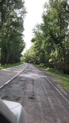 The video shows a view from inside a vehicle, looking out at a paved road that curves through a dense forest. The road surface is somewhat worn, with patches of lighter color and what appear to be water stains or tire marks. Tall, green trees with thick foliage line both sides of the road, creating a canopy overhead and a sense of depth. Sunlight filters through the leaves, dappling the road. White posts, likely road markers, are visible along the right side of the road. The vehicle itself is partially visible in the bottom left corner of the frame, with its hood or fender being silver-colored. The camera appears to be moving forward along the road. The overall impression is of a scenic drive through a wooded area.