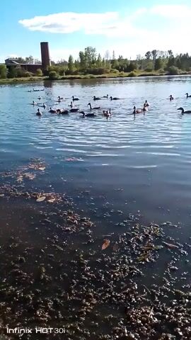 A flock of geese swims in a body of water. One goose takes flight. The background shows trees, a building, and a smokestack under a blue sky with clouds. The water in the foreground is murky and contains some aquatic plants.