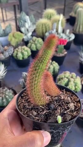 A hand is holding a small black plastic pot containing a cactus with fuzzy red spines and a smaller cactus bud next to it. The pot is filled with dark soil and wood chips. In the background, a variety of other cacti are visible in similar pots, arranged on a table or surface. The lighting appears to be natural, suggesting an outdoor or well-lit indoor setting.