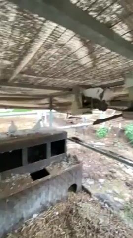 The camera pans up and across the scene in this medium shot. We are under a corrugated metal roof, covered by metal mesh. There are a number of concrete objects with metal supports. One is a tiered feeder or birdhouse, and a bird is nesting on its lower tier. The ground is exposed dirt and patchy growth. A metal fence is visible around the enclosure. A male voice is talking in the background.