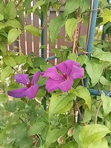 The video shows two purple clematis flowers in bloom, supported by a green trellis. The flowers have prominent dark red centers and delicate, ruffled petals. Lush green leaves surround the flowers, creating a dense foliage. In the background, a wooden fence is partially visible, suggesting an outdoor garden setting. The lighting is soft and natural, indicating daylight. No people or animals are present in the frame.