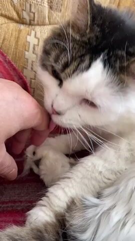 A close-up shot shows a cat with white and tabby fur licking a person's finger. The cat's eyes are partially closed, and it appears relaxed. The person's hand is resting on the cat's chest. The background consists of a reddish blanket and a patterned cushion. The lighting is soft and warm, suggesting an indoor setting. The video is brief and captures a moment of gentle interaction between the cat and the person.