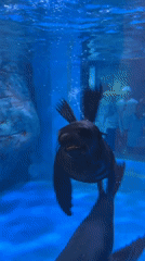 Seals and shipwrecks at a Nha Trang aquarium
