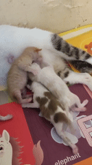 Four kittens nurse together in Gadung, Indonesia