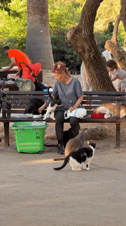 Lazy afternoon in a Tel Aviv park, cats, birds, and people