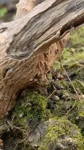 The video shows a close-up of the base of a small tree trunk, covered in moss. The bark of the trunk is rough and textured. There are some thin, dry twigs scattered around the base. The background is blurry, suggesting an outdoor setting. Sounds of children are audible.