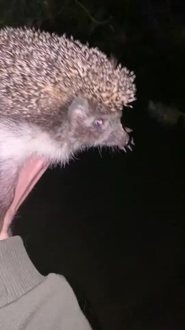 A person's hand is holding a hedgehog in an outdoor, dark environment. The hedgehog is small with quills and a pointed snout. The person's hand is visible supporting the hedgehog, and they appear to be holding it gently. The background is dark, suggesting it is nighttime. The video is composed of a series of close-up shots of the hedgehog being held.