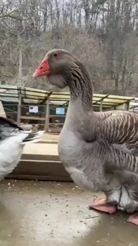 The video shows a gray goose on a wet, flat surface outdoors, with other geese and birds nearby. The goose has a red beak and pink feet, and is standing near a few other geese that are a mixture of brown, gray, and white. In the background, there are some wooden structures and trees with bare branches, suggesting it is either late fall or early spring. One or two people can be seen in the distance.