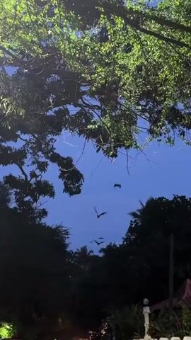 The video shows a group of bats flying against a darkening blue sky at dusk.  The view is framed by the dark silhouettes of trees and foliage, some of which are identifiable by their green leaves near the top of the frame.  The bats are visible as dark shapes moving erratically in the open sky between the trees. A blurry white object is visible in the lower right corner of the frame.