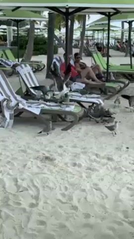 The video depicts a beach scene where a flock of seagulls is gathered on the white sand. A couple is relaxing on beach chairs under green umbrellas. The seagulls are active, some walking on the sand while others are flying. The scene seems to be a tourist area with multiple beach chairs and umbrellas visible in the background.