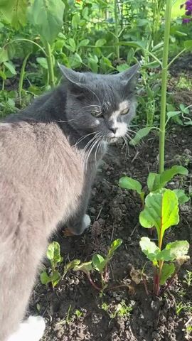 A gray cat with white paws stands in a garden among plants. The cat is looking to the right with its head tilted. The cat has yellow eyes and long white whiskers. The garden has dirt and green plants. The video is 3 seconds long.