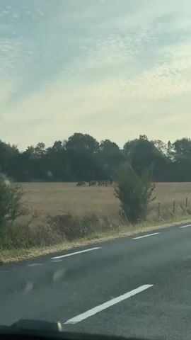 The video is filmed from inside a vehicle, looking out at a rural landscape. A paved road with white lines runs through the foreground, with a grassy verge and a barbed wire fence to the right. Beyond the fence is a dry, grassy field with scattered trees and bushes. A herd of brown cows are grazing in the field, some are standing and some are grazing. The sky is pale blue with scattered clouds. The video appears to be taken during the day.