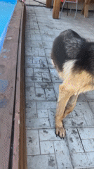 Summer backyard hangout in Novosibirsk with pool, dog, and floats