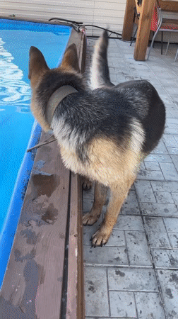 Summer backyard hangout in Novosibirsk with pool, dog, and floats
