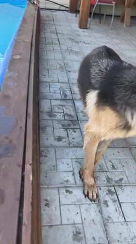 Summer backyard hangout in Novosibirsk with pool, dog, and floats