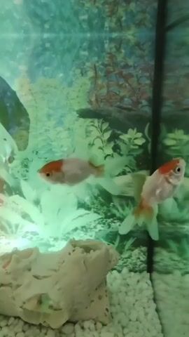 The video shows a close-up view of a fish tank filled with clear water. The tank contains several small, light-colored fish, predominantly white with some orange markings on their heads and fins. These fish are swimming amongst artificial greenery and decorative elements that resemble mushrooms and rocks. The lighting in the tank is green, giving the water an emerald hue. The substrate at the bottom of the tank appears to be small, white pebbles. The fish are actively swimming and interacting with each other, occasionally coming into close proximity. The camera is held steady, providing a clear but somewhat grainy view of the underwater scene.