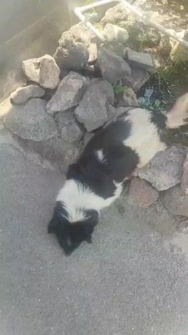 A black and white dog is standing and then lies down on the ground. The dog then stands back up and walks a short distance. A person's legs are visible at the bottom of the frame. The dog appears to be interacting with the person's legs. The ground is made of concrete and there are rocks and some greenery in the background.