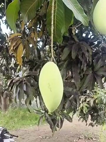 A single, unripe green mango hangs from a thin stem attached to a branch of a mango tree. The mango is oval-shaped and its skin appears smooth and taut. The tree has numerous dark green leaves, some of which are turning brown and appear dry. In the background, there is a glimpse of a fence and some dry grass. The lower left corner of the image shows the handlebars and seat of a motorcycle. The scene is outdoors, with natural lighting.