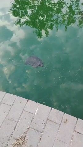 A turtle swims in greenish water. Reflections of trees and clouds are visible on the water's surface. A paved walkway is in the foreground.