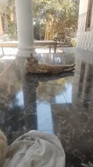 Cats lounging and grooming on a tiled porch