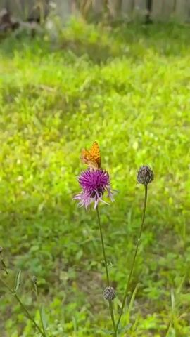 A single orange butterfly rests on a purple thistle flower. The flower is on a tall green stem with a few unopened flower buds below it. The background is a blur of green grass.