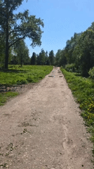 Spring dandelions bloom across sunny Gatchina fields and pathways
