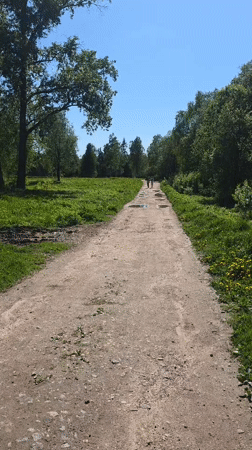 Spring dandelions bloom across sunny Gatchina fields and pathways
