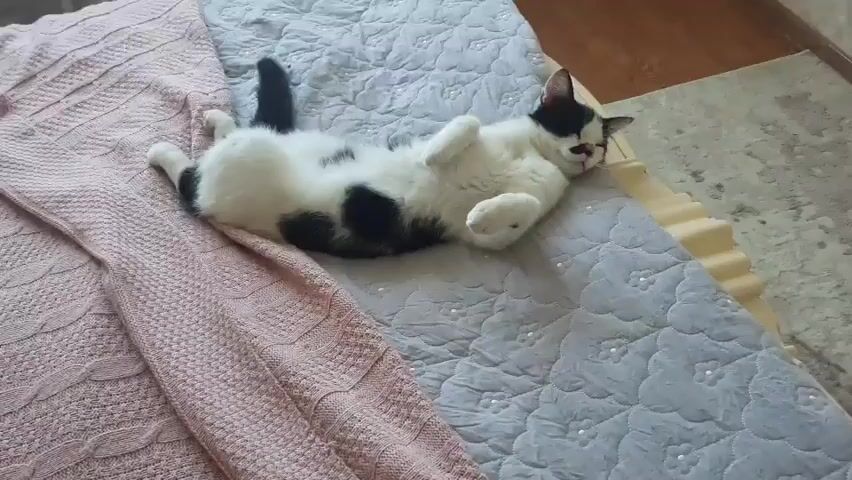 A black and white cat is lying on its back on a bed. The cat has black patches on its white fur. It is resting on a gray blanket with a patterned design. To the left of the cat, there is a pink knitted blanket. The cat appears to be relaxed and possibly asleep.