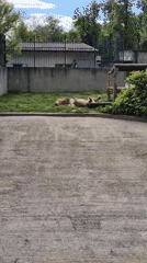 Lion lounges in enclosure at Craiova Zoo, Romania