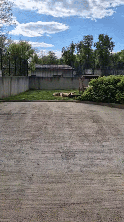 Lion lounges in enclosure at Craiova Zoo, Romania
