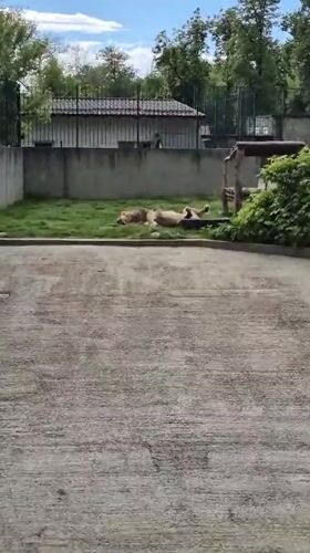 Lion lounges in enclosure at Craiova Zoo, Romania