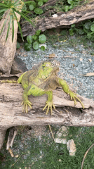 Morning visits to Vietnamese wildlife park capture animals, dining