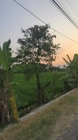 The video is a first-person perspective shot of a rural landscape at dusk. The camera is moving forward along a dirt road or path. To the left of the path is a lush green rice paddy. Several banana trees with large, broad leaves are visible on the edge of the rice paddy. In the distance, trees and some structures can be seen. Overhead, power lines stretch across the frame. The sky is a soft gradient of orange and yellow, indicating the setting sun, with some scattered clouds. The overall impression is one of tranquility and natural beauty.