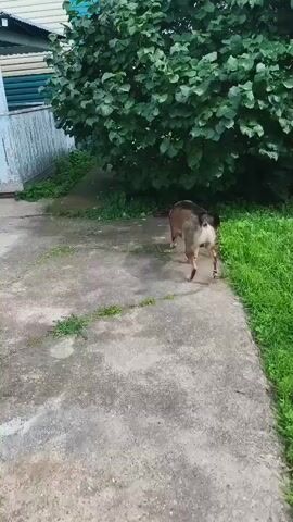 A dog with brown and black fur is sniffing and digging under a large green bush. The dog's hindquarters are visible as it roots around in the foliage. The ground is paved with concrete, and there is some grass growing through cracks. To the left of the scene is a white and light blue building with a white railing. The lighting suggests it is daytime.