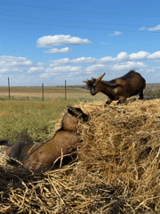 Goats on a hay bale at a rural Russian farm