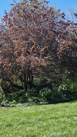 The camera pans from left to right across a grassy area with trees that have coppery red leaves.  Behind the trees, there is a sidewalk, flowers, and a three story brick building under a blue sky with a few clouds.