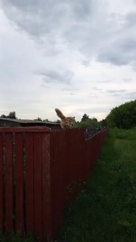 A cat walks along a red wooden fence. The cat is ginger-colored. The fence is in a rural setting with green grass and trees. The sky is cloudy.