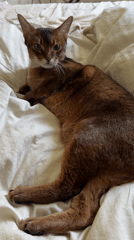 Green-eyed cat lounges on white bedding in Moscow