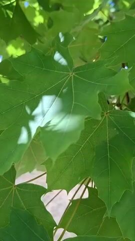 The video shows a close-up view of several bright green maple leaves. Sunlight filters through the leaves, creating dappled shadows on their surfaces. The leaves are detailed, showing their distinct lobes and the veins running through them. In the background, slightly out of focus, are hints of other green foliage and a blurry suggestion of the sky or other light sources. The camera appears to be still, focusing on the leaves and the play of light and shadow.