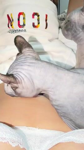 Two Sphynx cats are positioned on a person's lap. The person is wearing white shorts with the word "ICON" printed on them in a colorful font. One cat is in the foreground, facing the camera, with its head tilted towards the person's stomach, appearing to lick the person's skin. The second cat is in the background, slightly to the right, also facing the person and looking towards them. The scene appears to be indoors, with a blurred background suggesting a domestic setting.