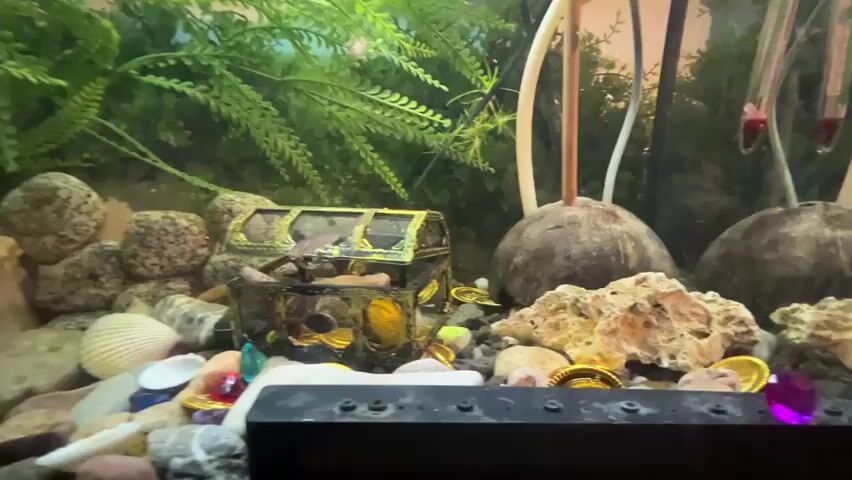The video shows an aquarium with various decorative items, including a treasure chest filled with gold coins, seashells, rocks, and artificial plants. There are also two halved coconut shells used as decorations. The water is clear, and some small fish are visible swimming around. The lighting appears to be artificial, coming from above the tank. In the background, there are some tubes, possibly for filtration or aeration systems, and a red object that could be a thermometer. The focus of the video is the treasure chest and its surroundings, creating a whimsical underwater scene.