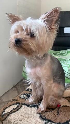 This is a close-up shot of a small, fluffy Yorkshire Terrier dog sitting on a patterned blanket. The dog has its ears perked up and is looking slightly downwards. Its fur is a mix of tan, brown, and white. The background is blurred, but appears to be an indoor setting with a wall and what looks like furniture or fabric. There is a small red object visible near the dog's hind legs. The video is very short, approximately four seconds long, and features subtle head movements from the dog.