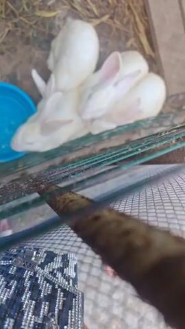The video shows a group of white rabbits in an enclosure. Four rabbits are huddled together on the left side of the frame, with one rabbit on a wooden ramp on the right side. The enclosure appears to be made of wire mesh and contains straw or hay on the ground. A blue bowl is visible next to the group of rabbits. The camera angle is from inside the enclosure, looking out. The lighting suggests it is daytime.