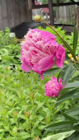 A close-up shot of pink peonies in a garden after a rainfall. Water droplets cling to the petals, which are lush and layered. One peony is in full bloom, while another is partially open in the background. A single peony bud, also adorned with raindrops, extends from a thin stem above the main flower. The background is a blur of green foliage, and a rustic wooden structure is visible in the upper left corner. The lighting is soft, suggesting an overcast or shaded environment.