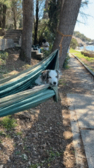 Dog relaxes in hammock between trees in Montenegro