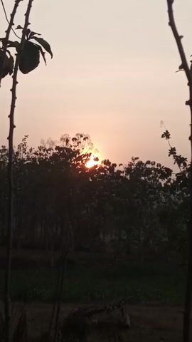 This is a vertical, dimly lit video of a sunrise over a silhouetted forest and a field. Two thin branches, one on the left and one on the right, frame the shot, with leaves on the left branch. The sun is partially obscured by trees, casting an orange glow. The sky is a pale pinkish-orange, fading to a lighter hue at the top. Below the trees, a strip of green vegetation is visible, and the foreground is a dark, dry field with some debris. The overall impression is one of dawn breaking in a rural landscape.