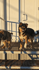 Dogs spotted on stairs, streets near Russian buildings