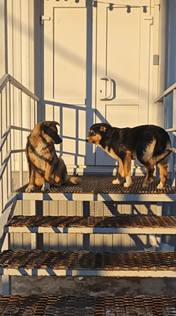 Dogs spotted on stairs, streets near Russian buildings